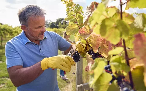 UK wine production hits record highs as a result of climate change