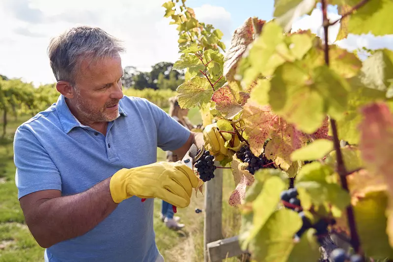 Wskutek zmian klimatu produkcja wina w UK osiąga rekordowe rozmiary