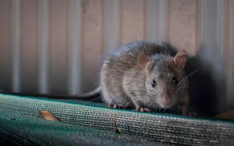 British rats are getting hungrier. They started attacking cars