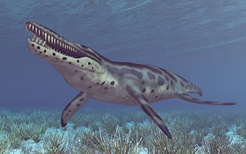 Colossal pliosaur sea monster skull on display in Dorset