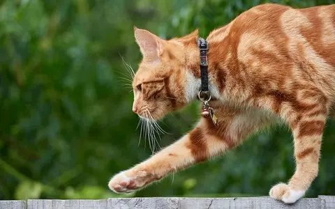 Amsterdam authorities want cats to wear bells to warn birds about them