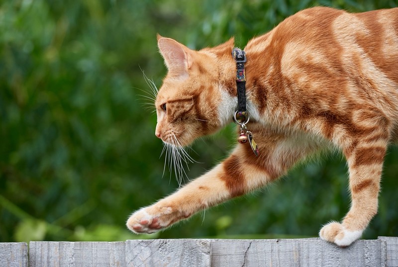 Amsterdam authorities want cats to wear bells to warn birds about them