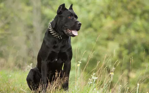 Powerful dog breed soaring in popularity in UK after XL bully ban