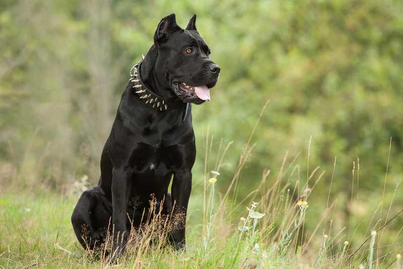 Po zakazaniu psów rasy American XL Bully w UK wzrosło zainteresowanie innymi agresywnymi rasami