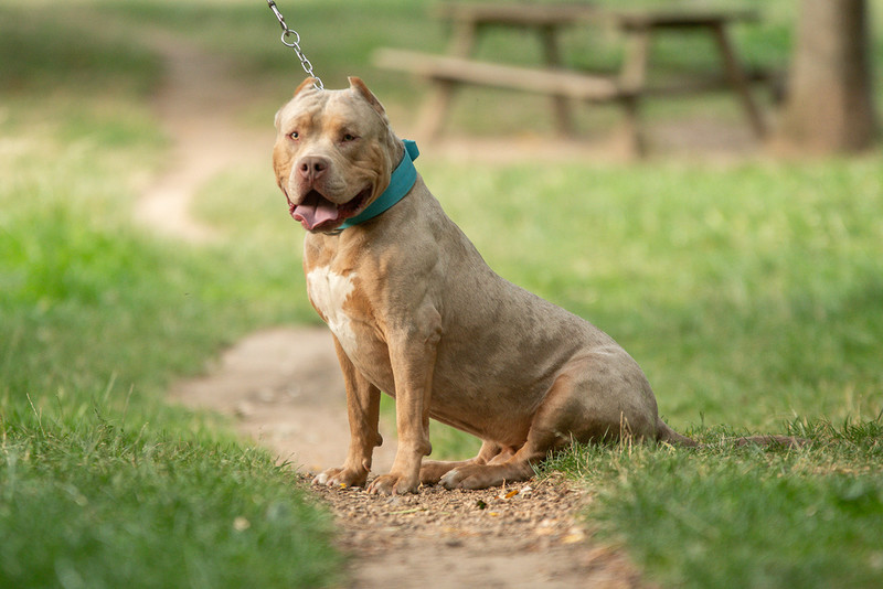 Szkocja śladem Anglii i Walii zakazuje psów rasy American XL Bully