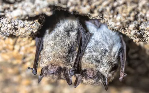 Record number of bats hibernate in Kampinos National Park
