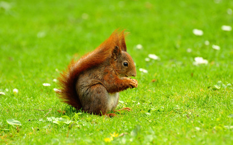 Conservationists call for 'red squirrel army'