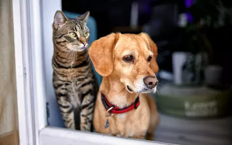 Cat and dog theft set to be made criminal offence