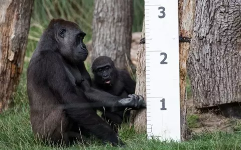 Lowland gorilla born at London Zoo