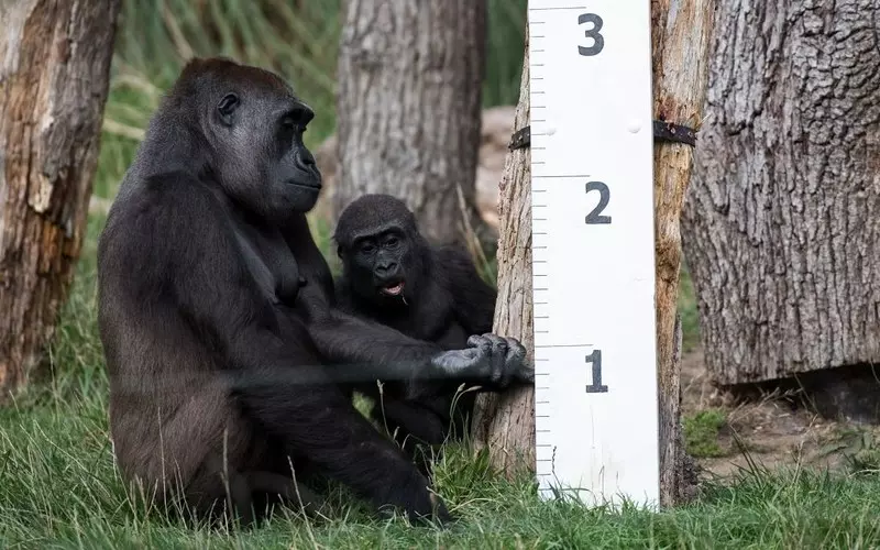 W londyńskim zoo urodził się goryl nizinny. To gatunek krytycznie zagrożony