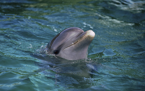 Delfin w Tamizie w centrum Londynu