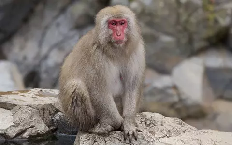 Scotland: Safari park searches for escaped monkey using drones