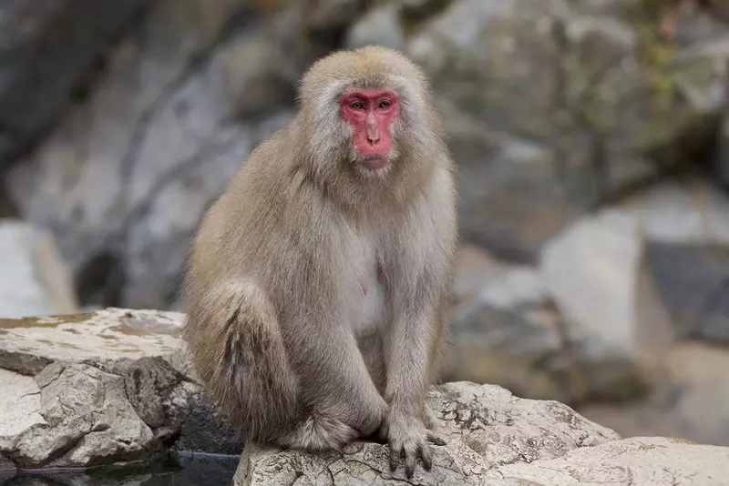 Szkocja: Park safari szuka zbiegłej małpy przy użyciu dronów