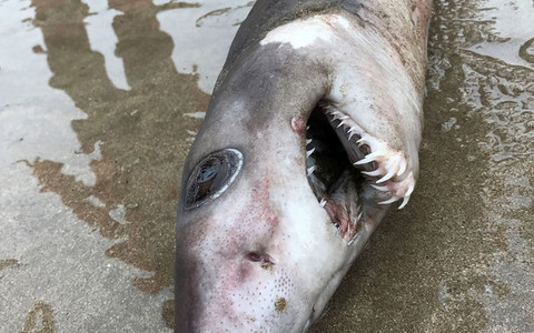 Rare crocodile shark found in British waters for the first time