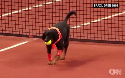 Ball dogs back at Brazil Open tennis tournament