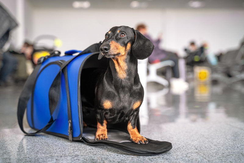 Families' shock as cost to take pets abroad hiked