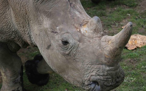 W zoo pod Paryżem zabito nosorożca, odcięto cenny róg