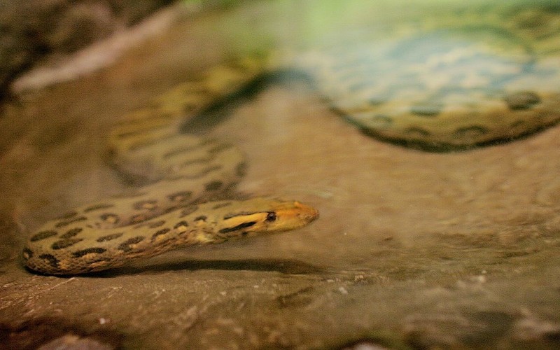 Gigantic new snake species discovered in Amazon rainforest