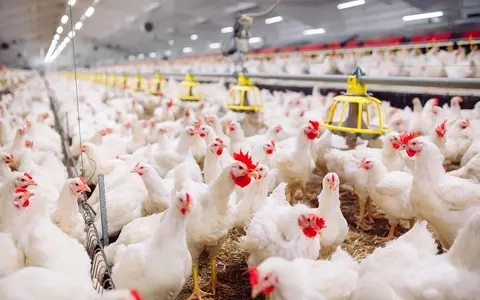 Millions of store chickens suffer burns from excrement