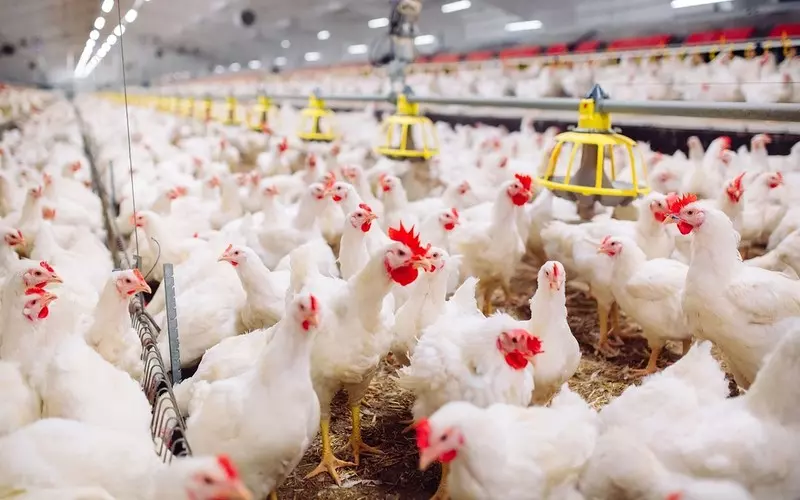 Szokujące wyniki śledztwa BBC: Miliony sklepowych kurczaków ze śladami poparzeń