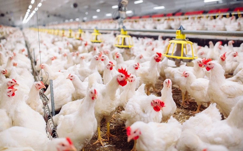 Millions of store chickens suffer burns from excrement