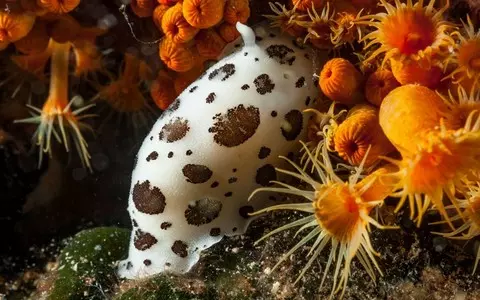 Mystery sea creature discovered in UK waters