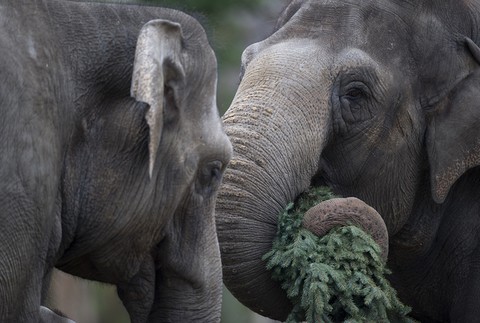 Słoń poturbował opiekuna w zoo. 37-latek zmarł