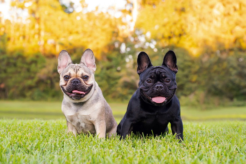 London is dog theft capital of UK for ninth year in a row as thefts on rise across UK