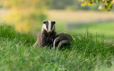 UK government overturns plans to phase out badger cull