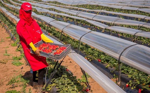 The virus causing hepatitis A has been detected again in Moroccan strawberries