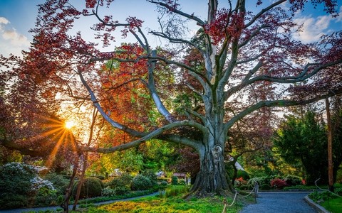 Poland's 'Heart of the Garden' crowned Tree of the Year