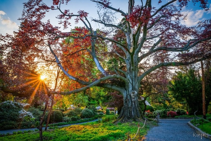 Poland's 'Heart of the Garden' crowned Tree of the Year