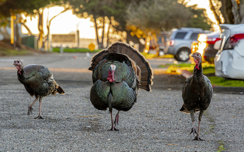 Canada: Wild turkeys make their home in cities