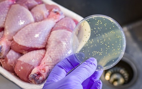 Possible ban on Polish poultry products to the UK. It's all because of salmonella