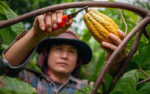 Cocoa is currently more expensive than copper. Chocolate prices will go up