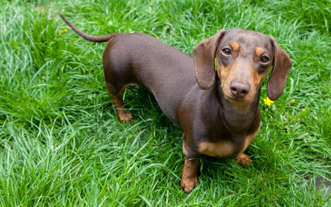 Germany: More than 15,000 signatures on petition to 'save dachshunds' over bill