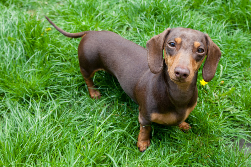 Germany: More than 15,000 signatures on petition to 'save dachshunds' over bill