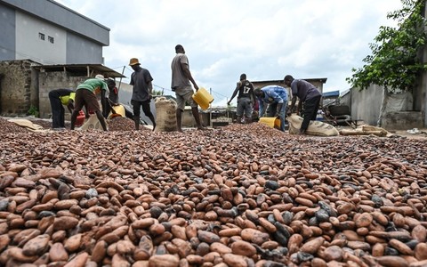 Ivory Coast to raise cocoa farmgate price by 50%