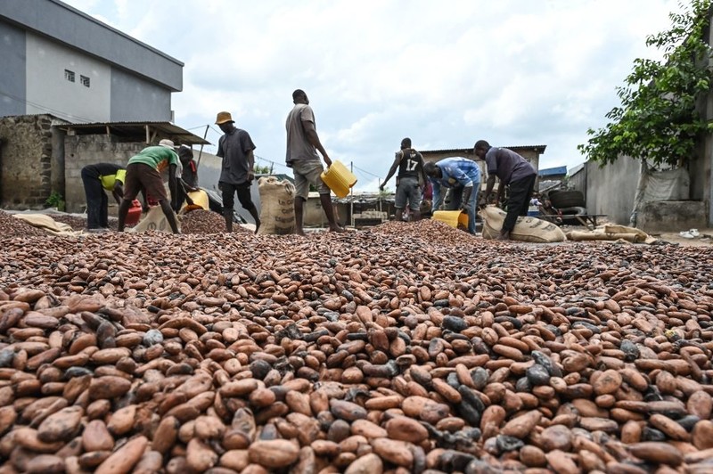 Wybrzeże Kości Słoniowej, największy producent ziarna kakaowego, podnosi jego cenę o 50 proc.