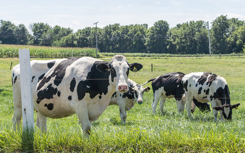 US: First case of a human being contracting bird flu from a mammal has been identified