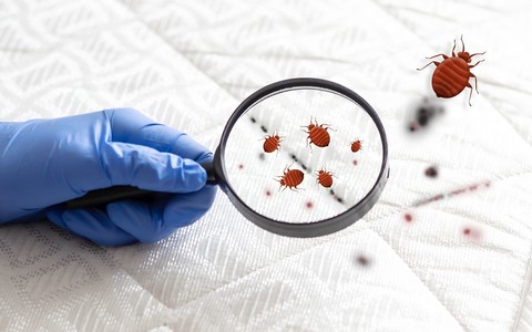 Bed bug callouts soared by a fifth in London last year