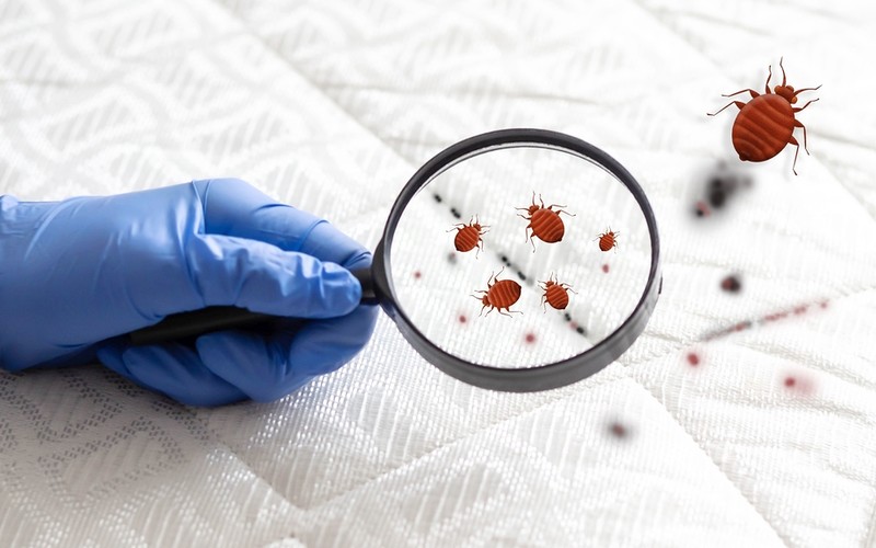 Bed bug callouts soared by a fifth in London last year