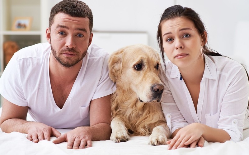 A Spanish court has ordered the payment of dog maintenance to a divorcing couple