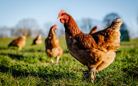 Zagrożenie dla krajowych hodowli drobiu w UK w związku z rozprzestrzenianiem się ptasiej grypy