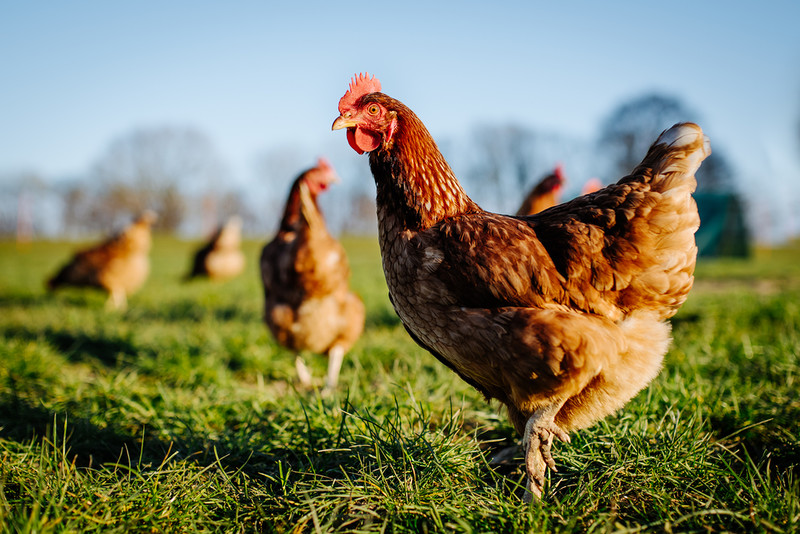 UK’s native poultry under threat as bird flu takes hold worldwide