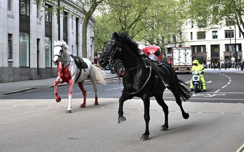 Army horses gallop through central London, several injured