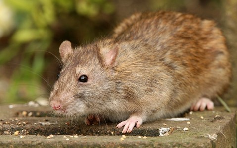 Calls for New York-style London 'rat czar' to tackle invasion of super rodents