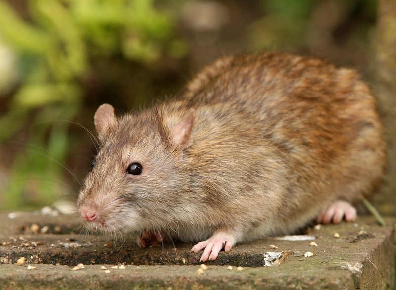 Calls for New York-style London 'rat czar' to tackle invasion of super rodents