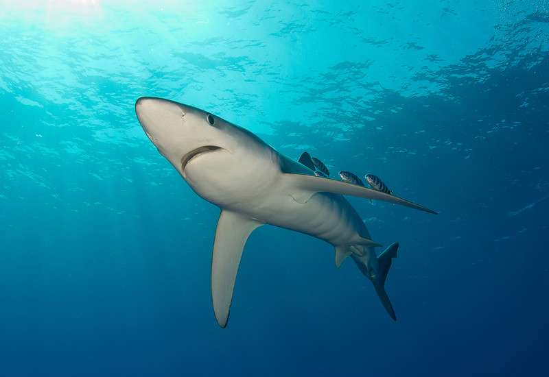 Portugal: Alert after shark sightings. They come more often as water clarity improves