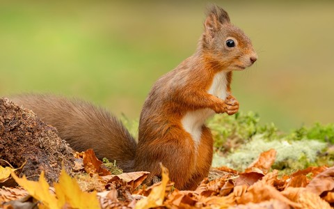 In medieval England, squirrels could spread leprosy